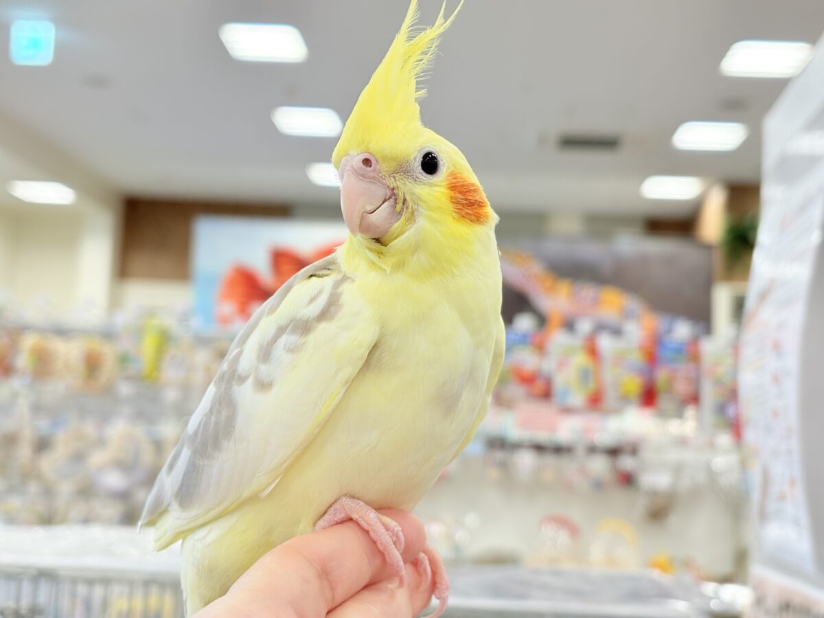 オカメインコ