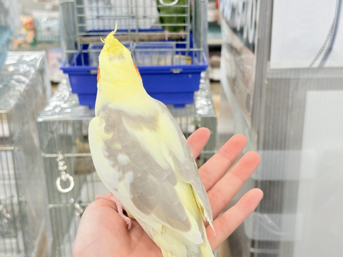 オカメインコ