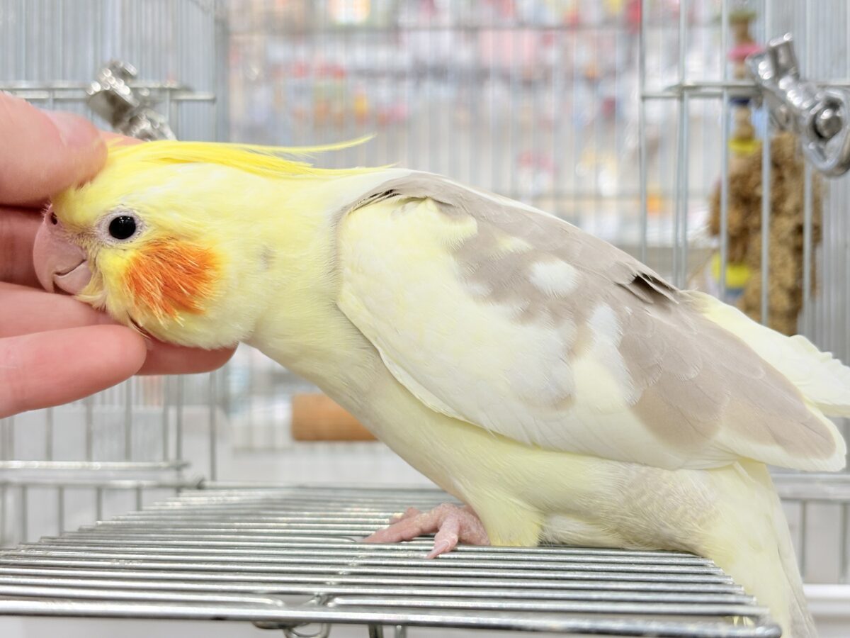オカメインコ