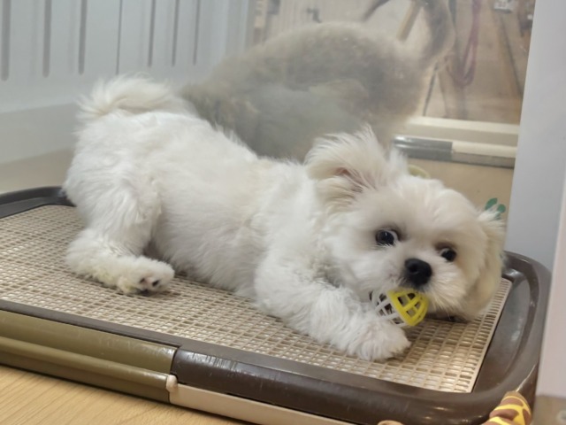 チワペキ（ペキチー、ペキチワ）