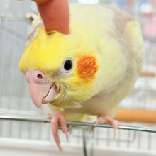 【最新画像更新🪄】ふんわりもちもち♡オカメインコ(シナモンパイド) ヒナ