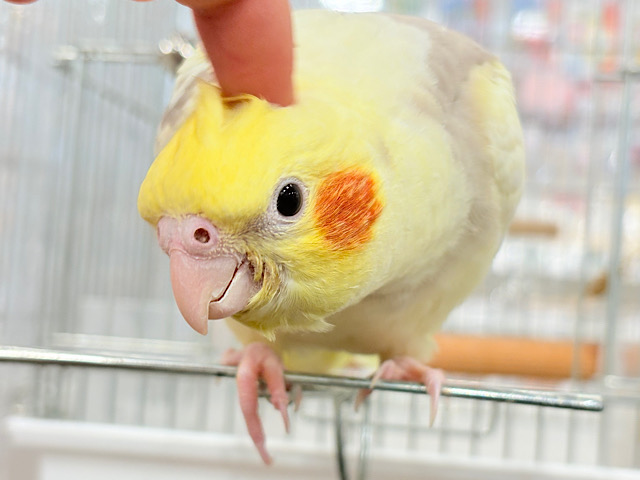 【最新画像更新🪄】ふんわりもちもち♡オカメインコ(シナモンパイド) ヒナ