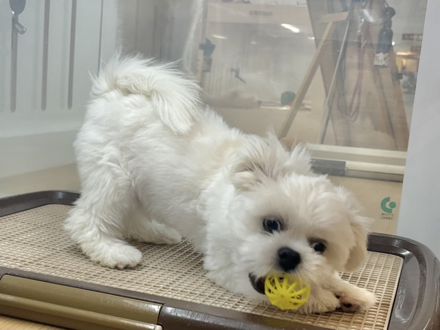 チワペキ（ペキチー、ペキチワ）