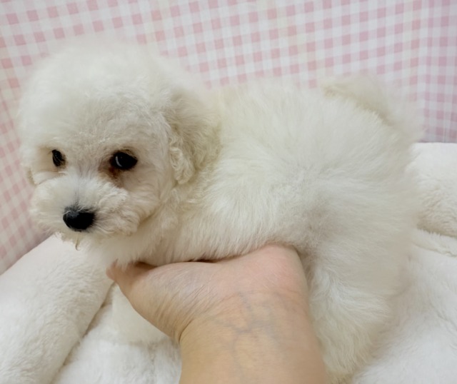 真っ白なプードルがきましたよ☺️ トイプードル