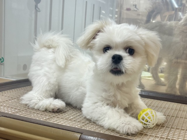 チワペキ（ペキチー、ペキチワ）