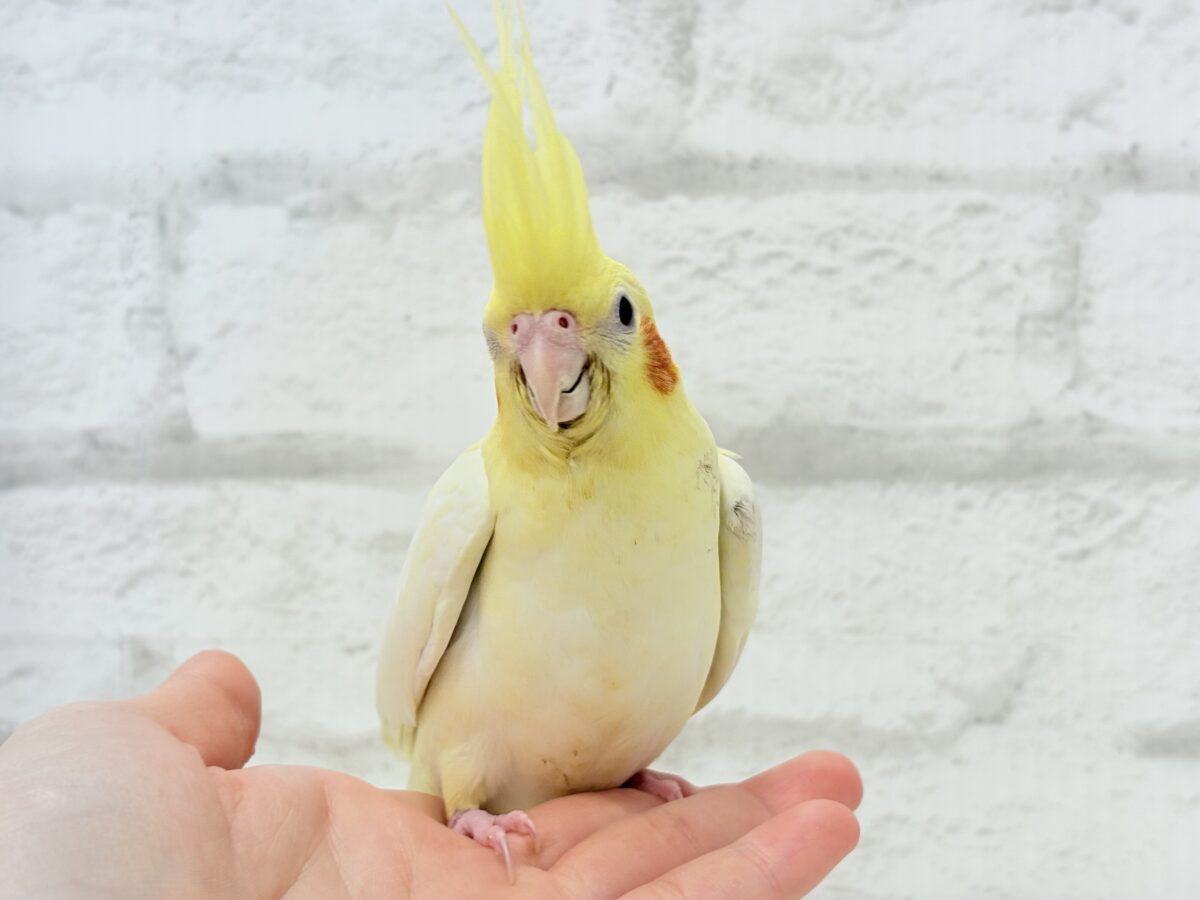 最新画像更新🪄】鳴き声の可愛いちっちゃな恐竜🐣‪⋆͛オカメインコ‬