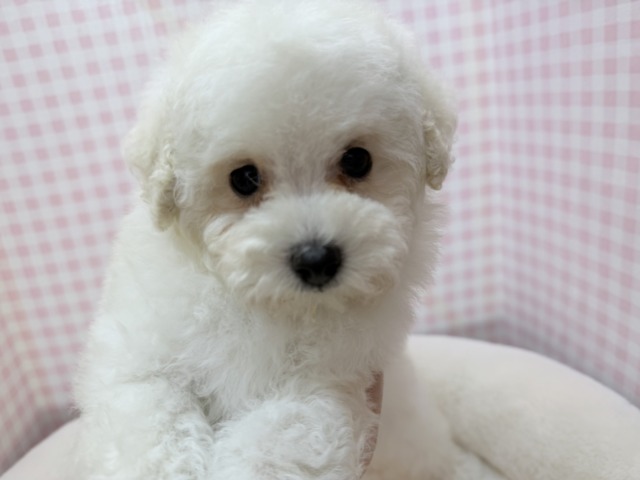 トイプードル