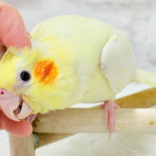 【最新画像更新🪄】鳴き声の可愛いちっちゃな恐竜🐣‪⋆͛オカメインコ(ルチノー) ヒナ