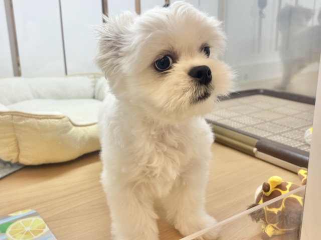 チワペキ（ペキチー、ペキチワ）