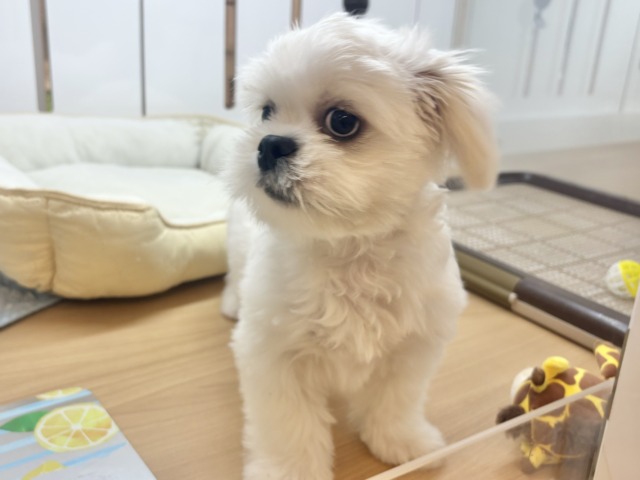 チワペキ（ペキチー、ペキチワ）