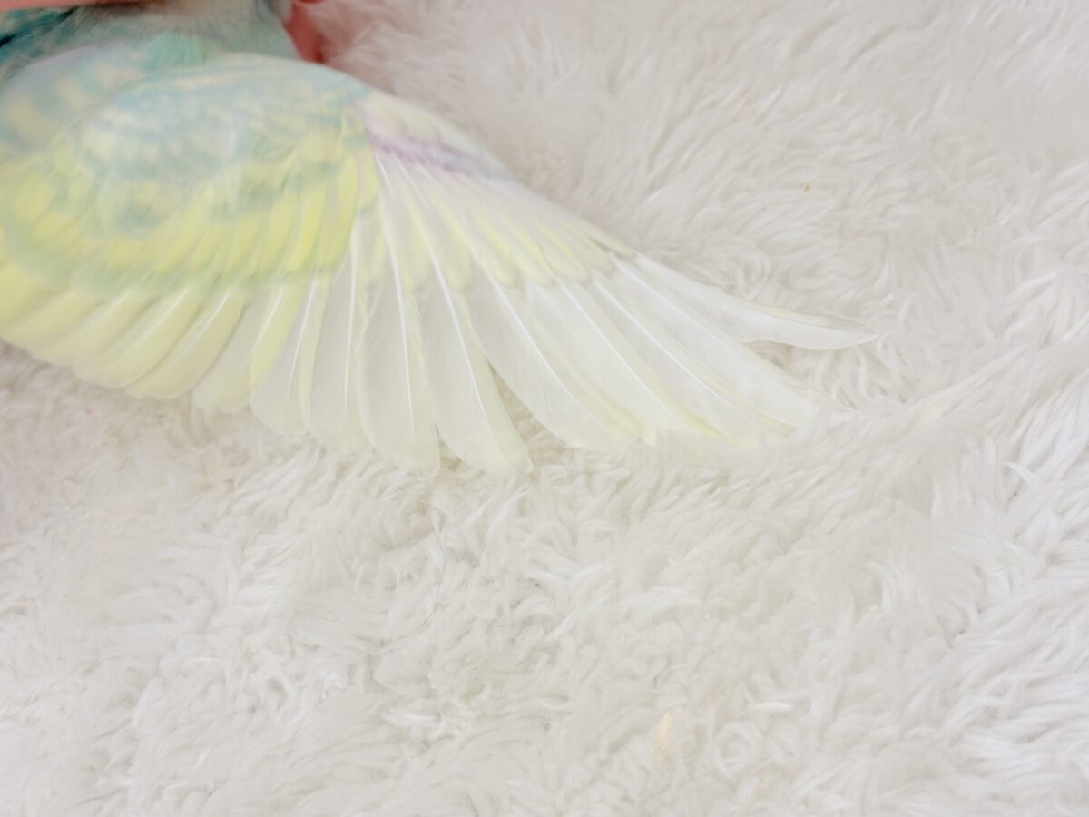 【あと1羽🐣】難易度S級👑瓜二つのふたごちゃん🐣🪇セキセイインコ(パステルカラーレインボー) ヒナ セキセイインコ