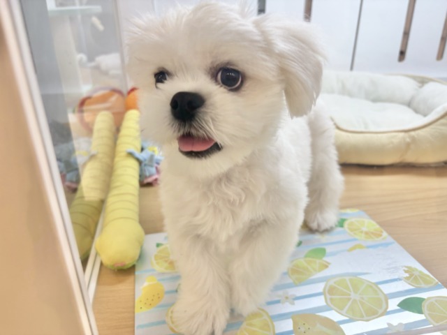 チワペキ（ペキチー、ペキチワ）