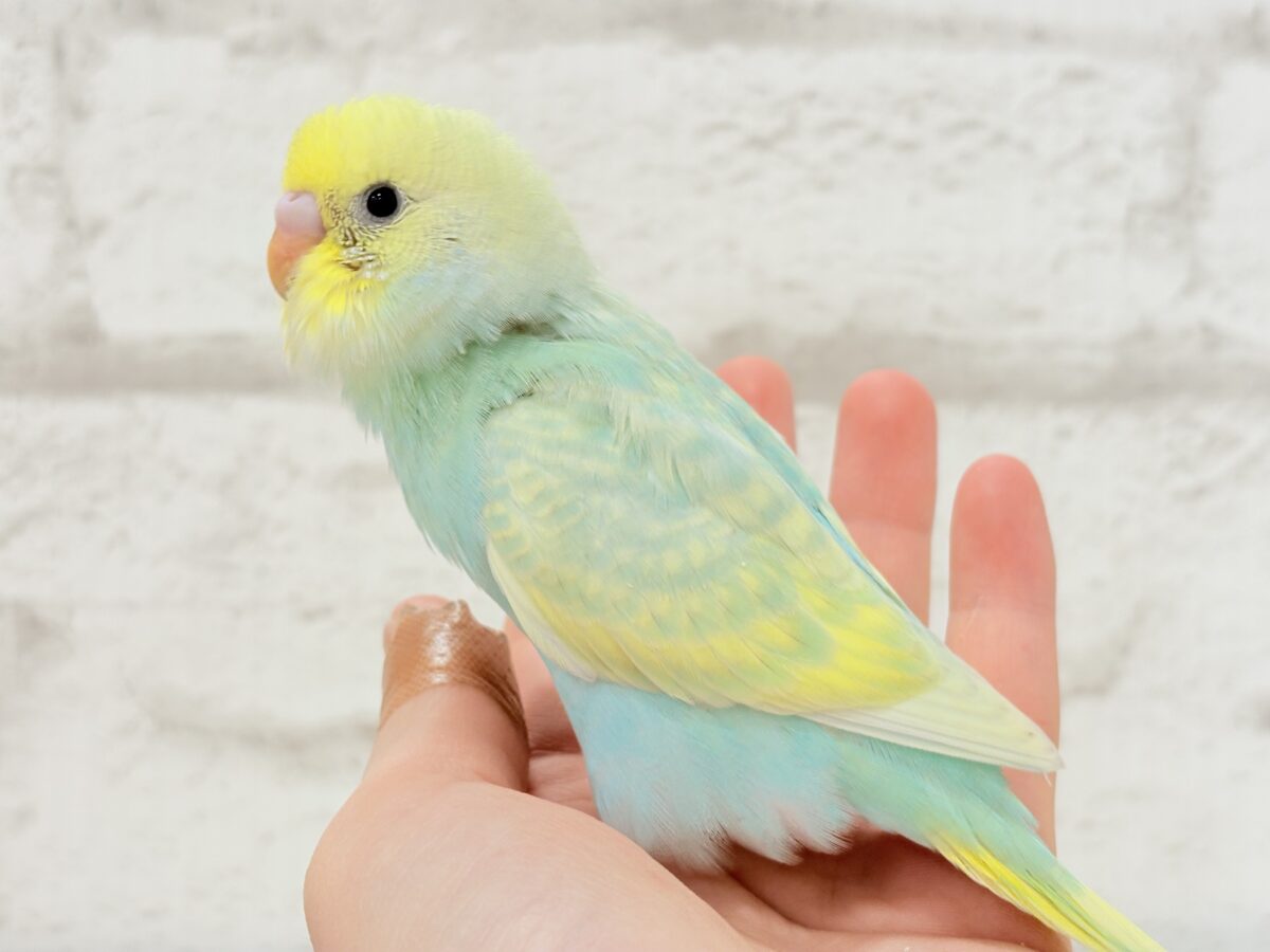 【あと1羽🐣】難易度S級👑瓜二つのふたごちゃん🐣🪇セキセイインコ(パステルカラーレインボー) ヒナ セキセイインコ