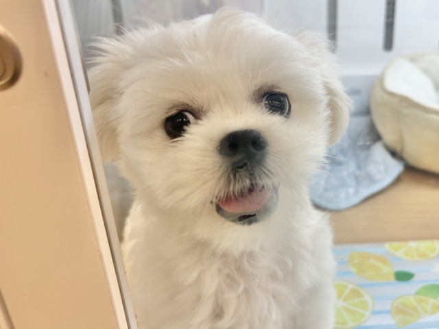 チワペキ（ペキチー、ペキチワ）