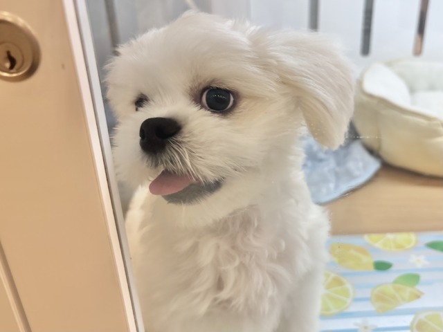 チワペキ（ペキチー、ペキチワ）