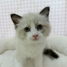 最新📷イケメンにゃんこ！ラグドールくん♡