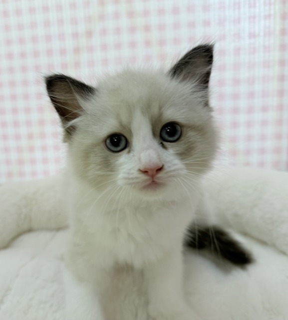 イケメンにゃんこ！ラグドールくん♡