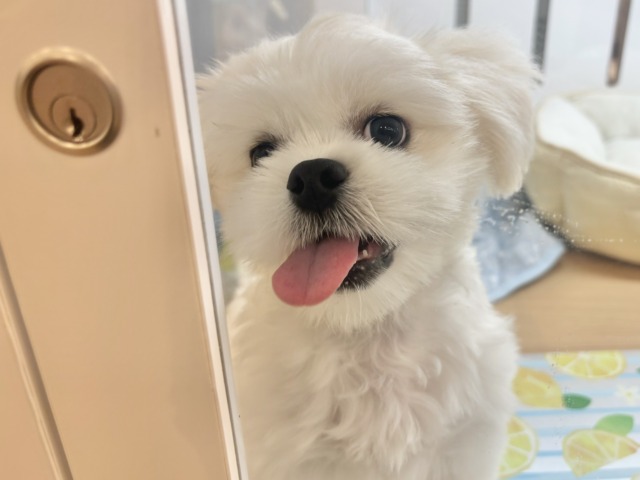 チワペキ（ペキチー、ペキチワ）