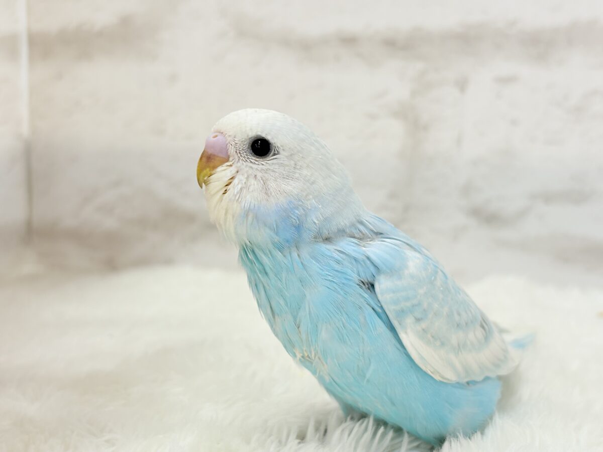 【あと1羽🐣】梅雨時期に輝く紫陽花カラー🐣🪻🫧セキセイインコ(スパングル) ヒナ セキセイインコ