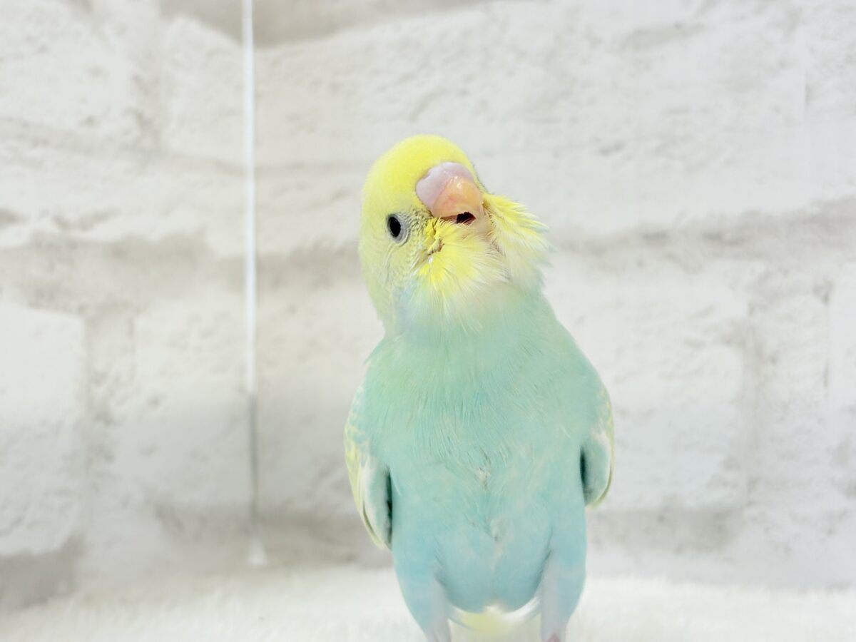 【あと1羽🐣】難易度S級👑瓜二つのふたごちゃん🐣🪇セキセイインコ(パステルカラーレインボー) ヒナ セキセイインコ