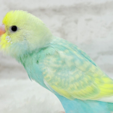 【あと1羽🐣】難易度S級👑瓜二つのふたごちゃん🐣🪇セキセイインコ(パステルカラーレインボー) ヒナ