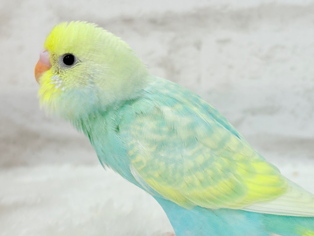 【あと1羽🐣】難易度S級👑瓜二つのふたごちゃん🐣🪇セキセイインコ(パステルカラーレインボー) ヒナ 【あと1羽🐣】難易度S級👑瓜二つのふたごちゃん🐣🪇セキセイインコ(パステルカラーレインボー) ヒナ