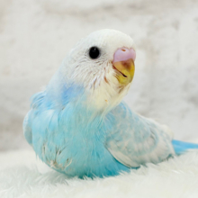 【あと1羽🐣】梅雨時期に輝く紫陽花カラー🐣🪻🫧セキセイインコ(スパングル) ヒナ