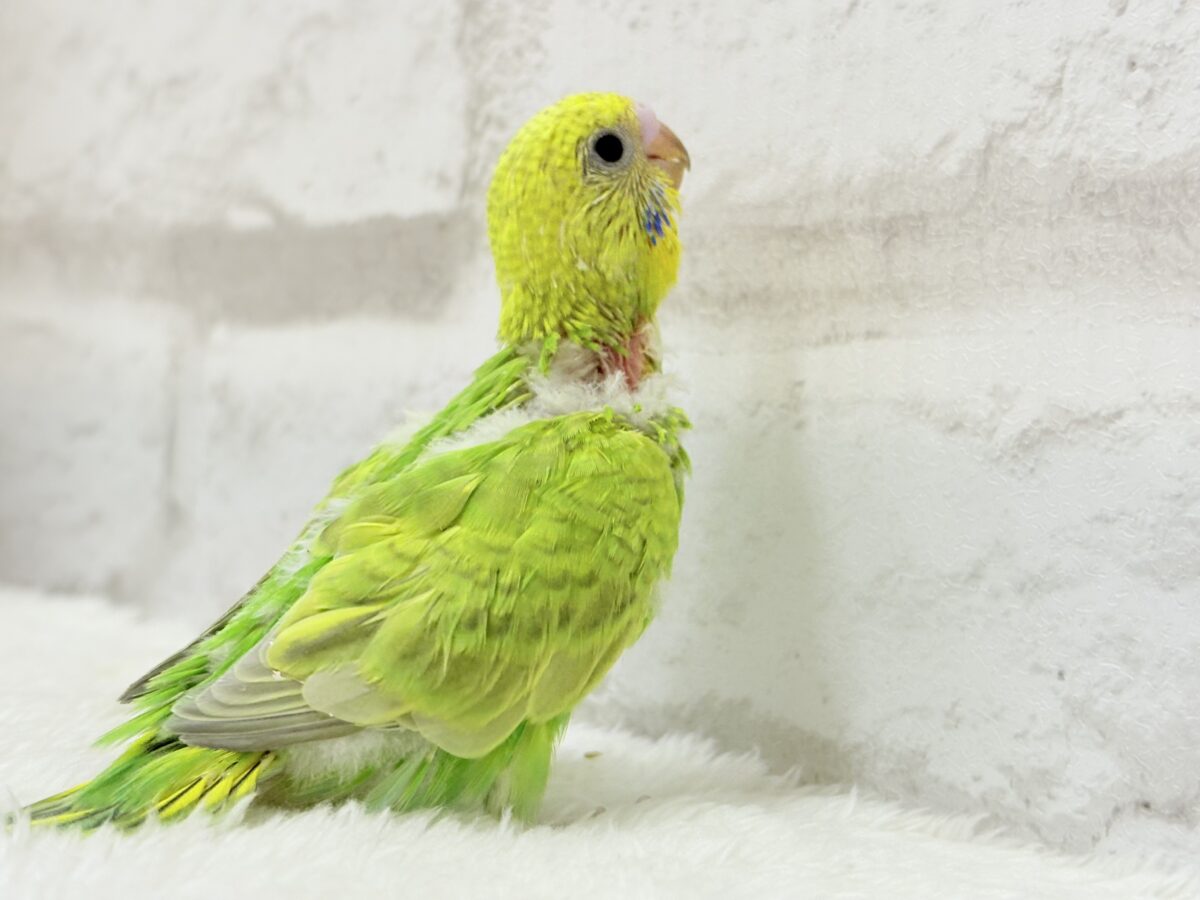 セキセイインコ