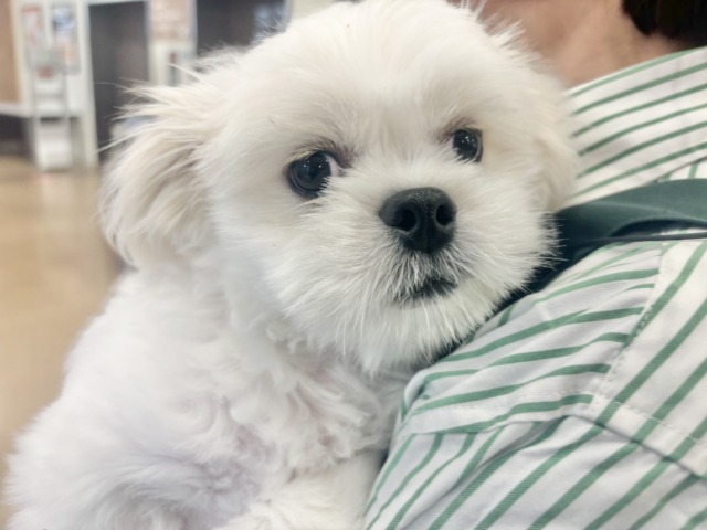 チワペキ（ペキチー、ペキチワ）