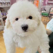 真っ白なプードルがきましたよ☺️