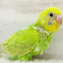 【あと1羽🐣】森林浴で癒される〜🌳🫧セキセイインコ ヒナ