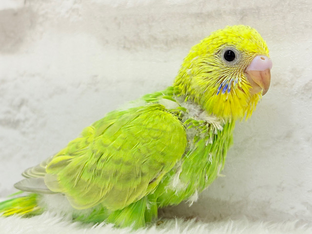 【あと1羽🐣】森林浴で癒される〜🌳🫧セキセイインコ ヒナ