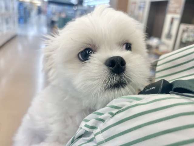 チワペキ（ペキチー、ペキチワ）