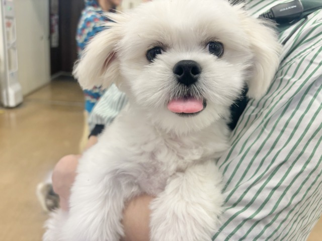 チワペキ（ペキチー、ペキチワ）