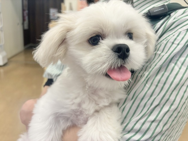 チワペキ（ペキチー、ペキチワ）