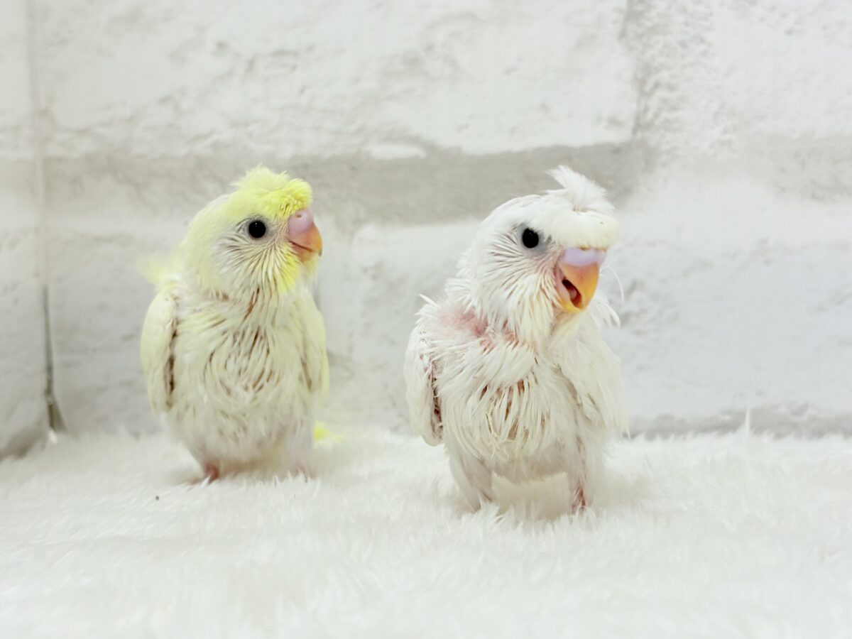 【最新画像更新🪄】個性的ふたご天使がやって来た🐣💖梵天セキセイインコ ヒナ 梵天セキセイインコ