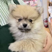 最新📷たぬきさんみたいなポメくん🍃