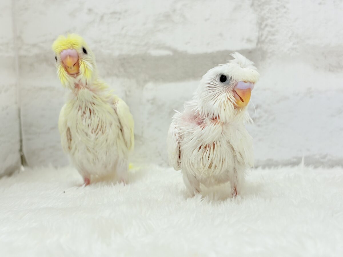 梵天セキセイインコ