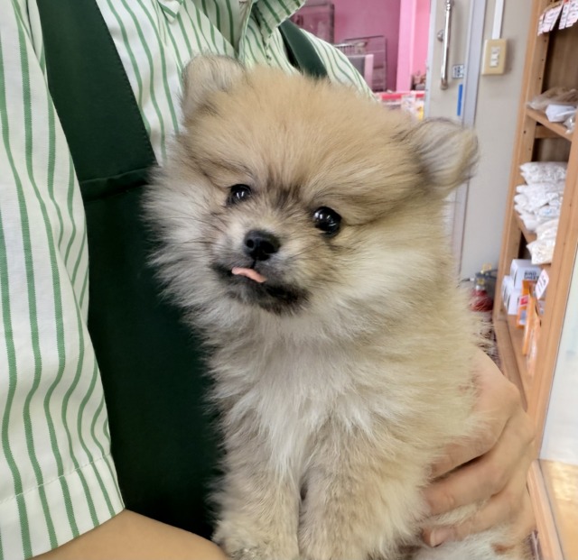 ポメラニアン