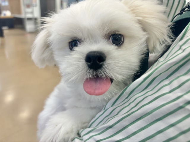 チワペキ（ペキチー、ペキチワ）