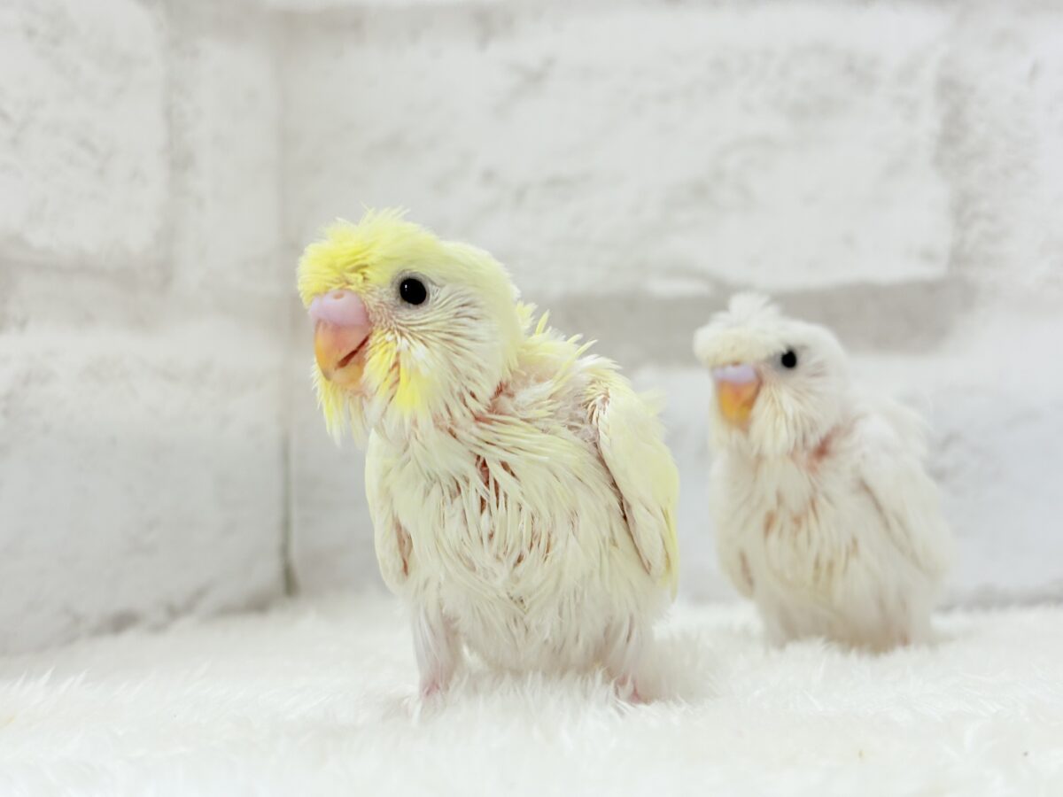 梵天セキセイインコ