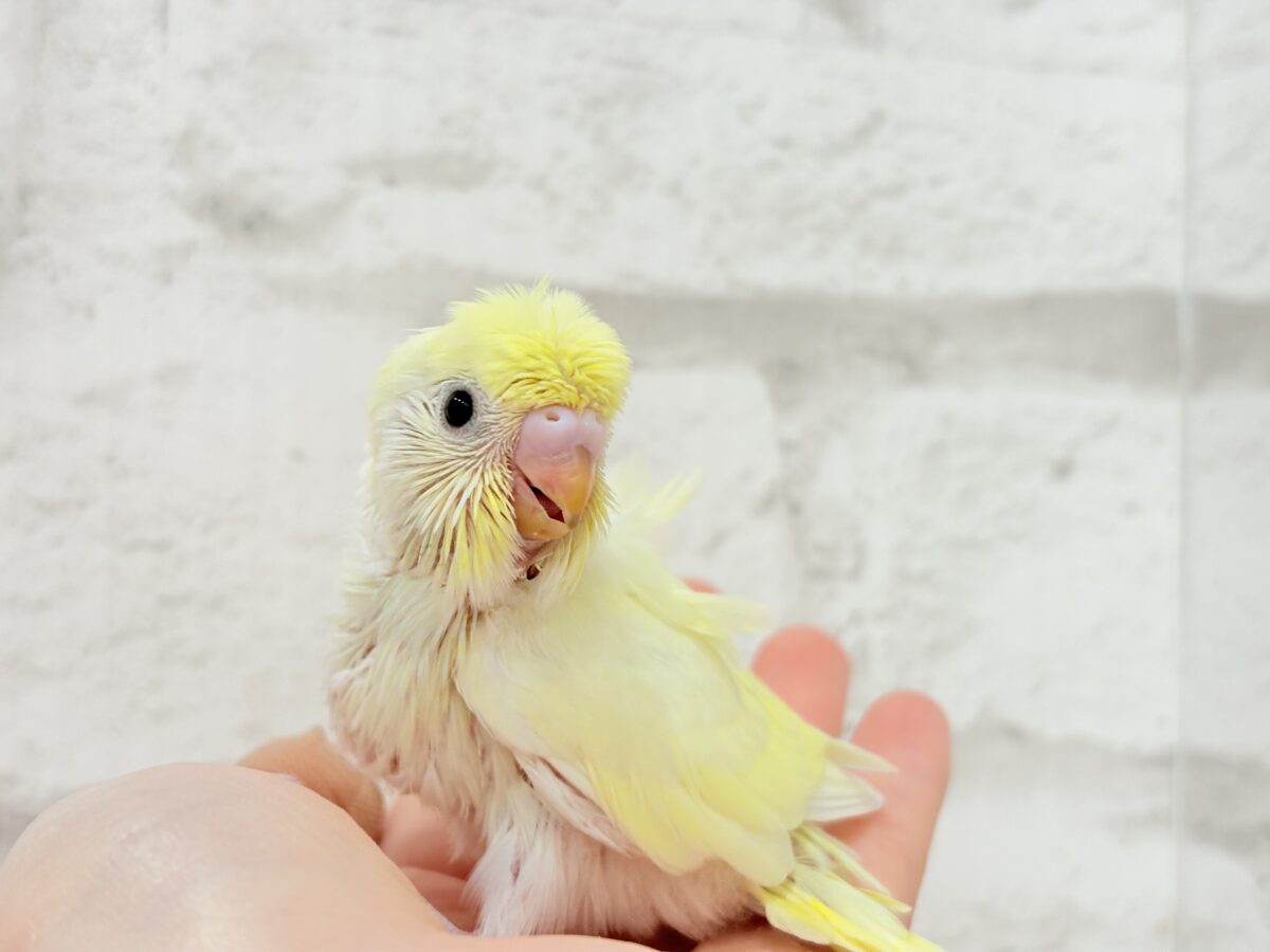 梵天セキセイインコ