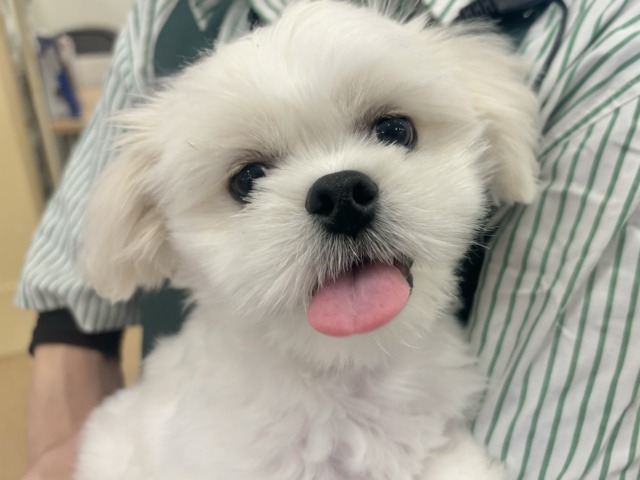 チワペキ（ペキチー、ペキチワ）