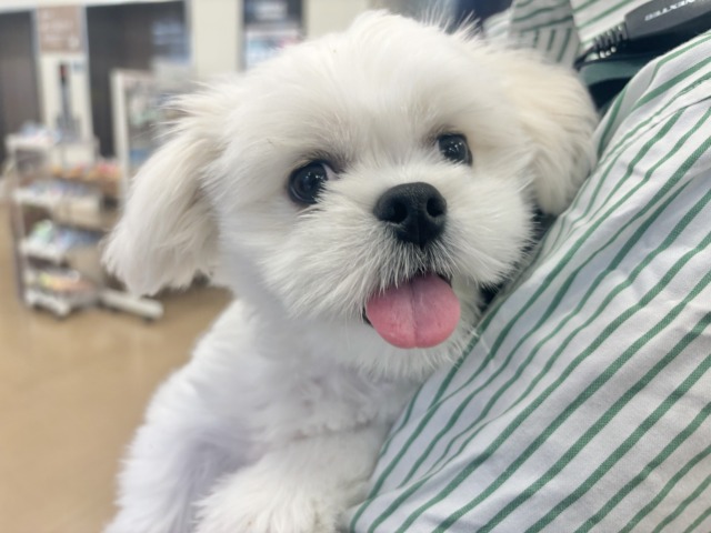 チワペキ（ペキチー、ペキチワ）