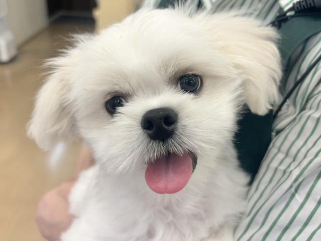 チワペキ（ペキチー、ペキチワ）