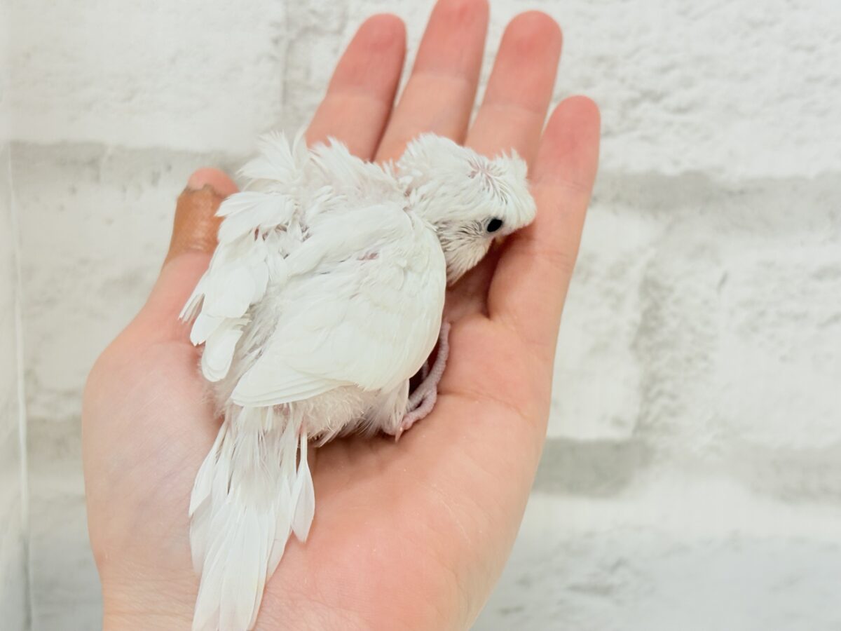 梵天セキセイインコ