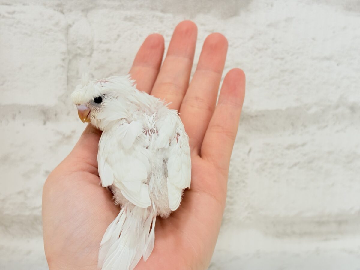 梵天セキセイインコ