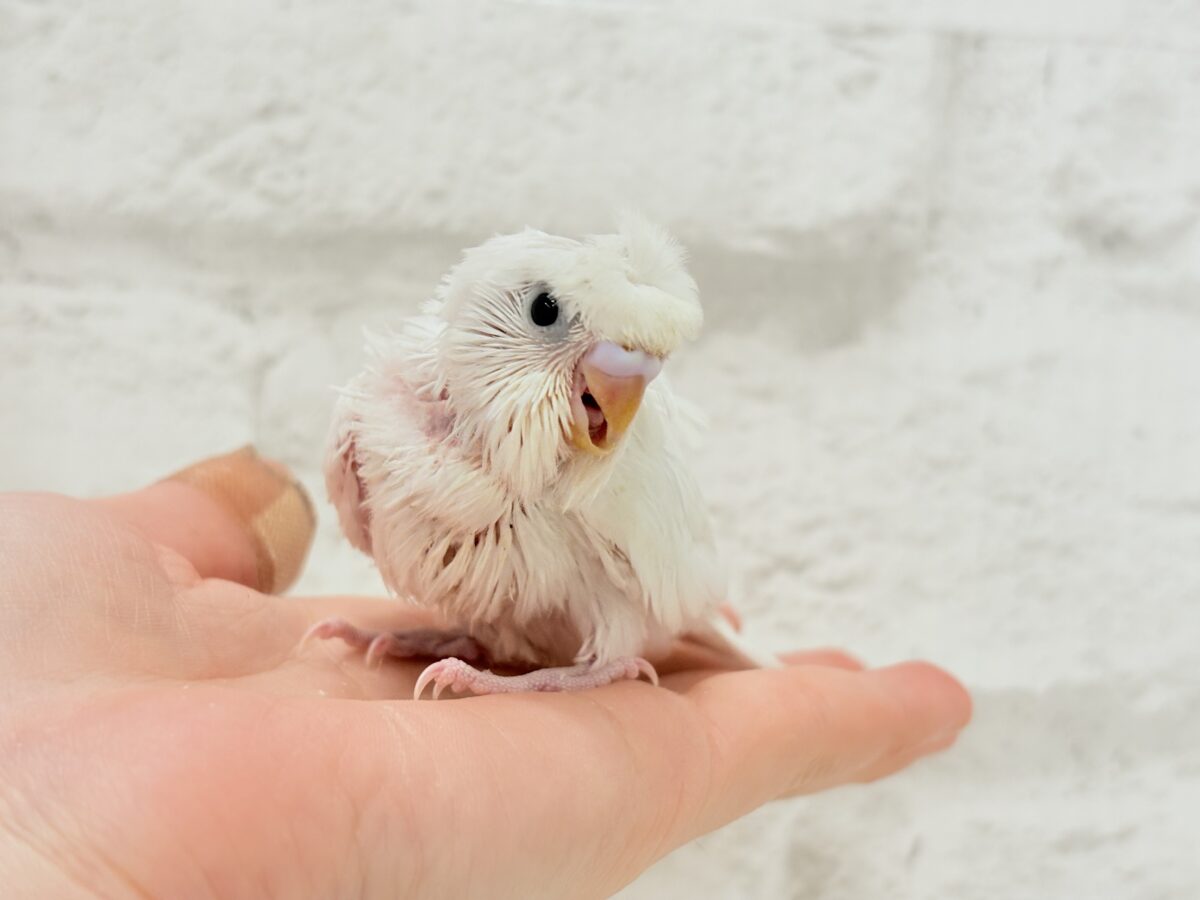 梵天セキセイインコ
