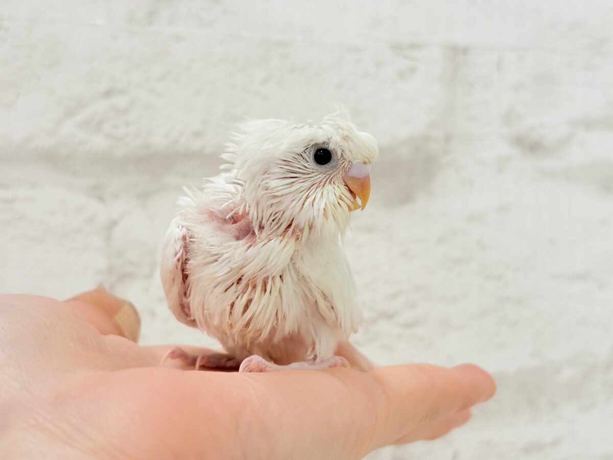 梵天セキセイインコ
