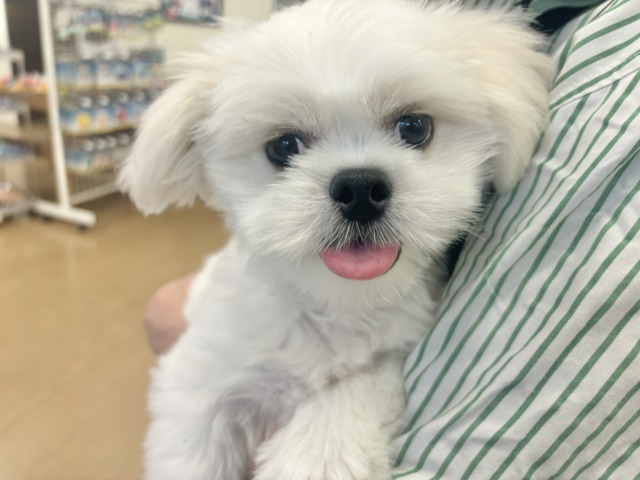 チワペキ（ペキチー、ペキチワ）